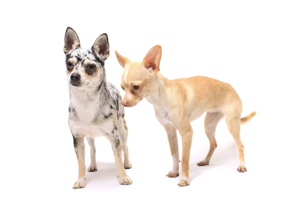 Chihuahua chiens — Photo