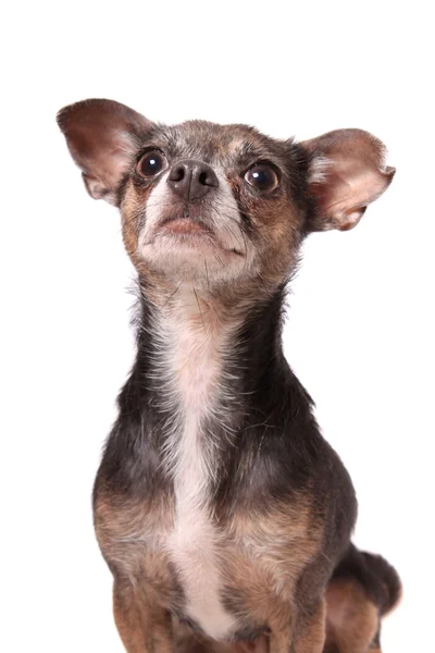 Chihuahua-Hundeporträt — Stockfoto