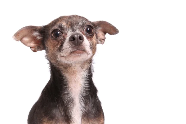 Potret anjing Chihuahua — Stok Foto