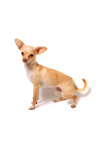 Πορτραίτο σκύλου Τσιουάουα — Φωτογραφία Αρχείου