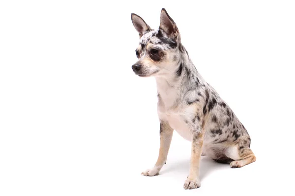 Chihuahua pies portret — Zdjęcie stockowe