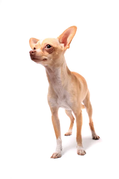 Портрет Собаки чихуахуа — стокове фото