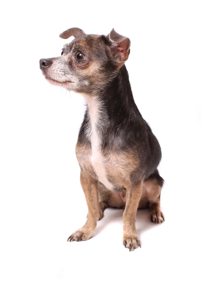 チワワ犬の肖像画 — ストック写真