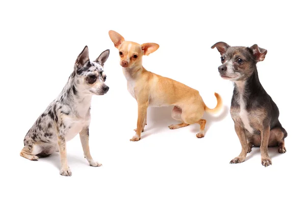 Три Собаки Чіхуахуеньо — стокове фото