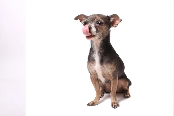 Chihuahua perro lamiendo sus chuletas — Foto de Stock