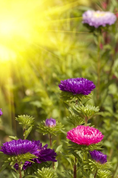 Astry jesienne kwiaty — Zdjęcie stockowe