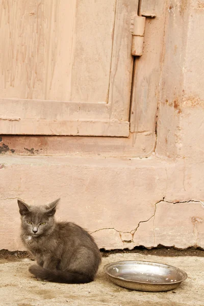 放棄された動物の目子猫 — ストック写真