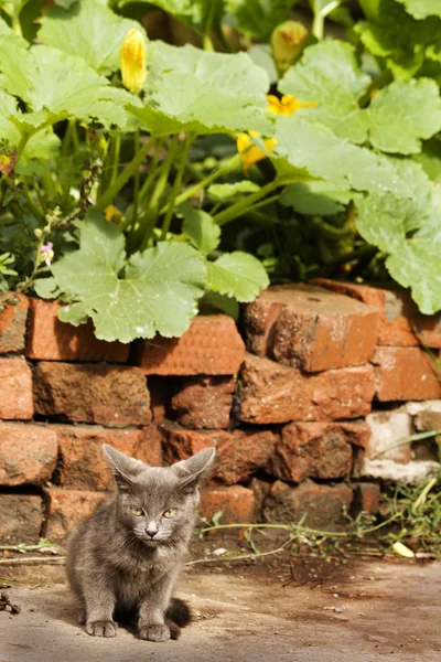 Kitten verlaten eenzame — Stockfoto