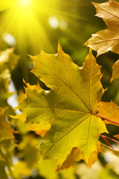 Maple tree leaves sunlight — Stock Photo, Image