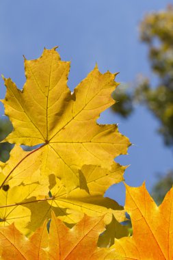 Sonbahar akçaağaç yaprakları