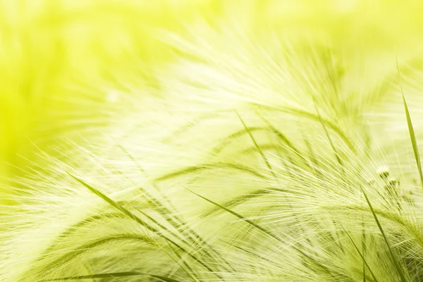 Gras weide steppe zonlicht — Stockfoto