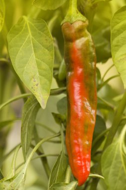 verduras pimiento rojo maduro