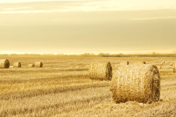 Grass hay sunrise — Stock Photo, Image