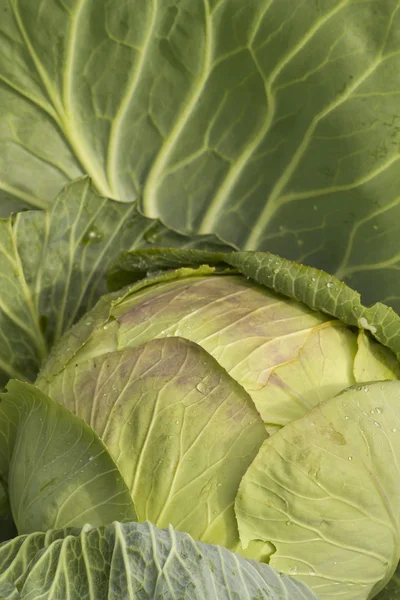 Repolho legumes outono maduro — Fotografia de Stock