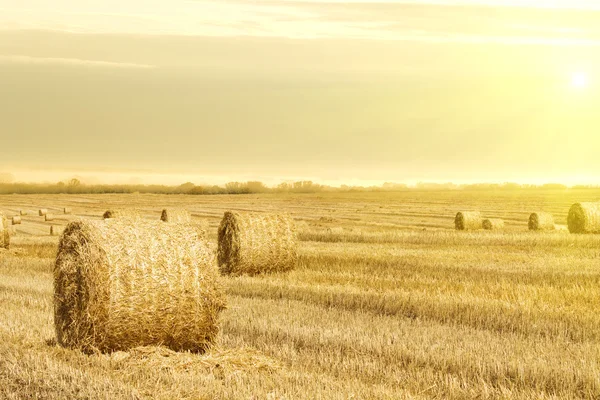Grass hay sunrise sun — Stock Photo, Image