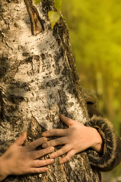 Women's hands trunk bark birch — Stock Photo, Image