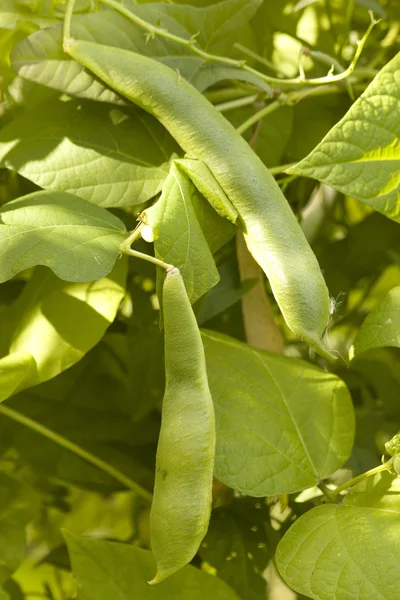 Vegetables beans ripe pod — Stock Photo, Image