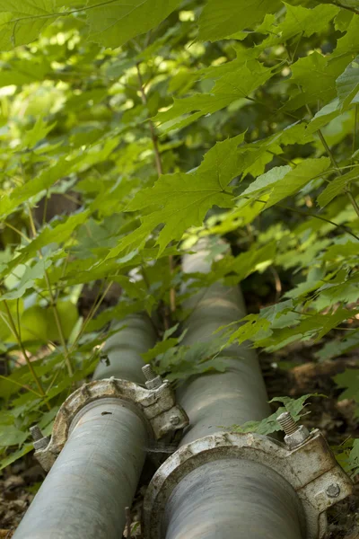 Pipeline laid forest — Stock Photo, Image