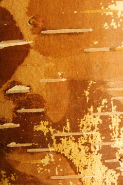 Huş ağacı kabuğu