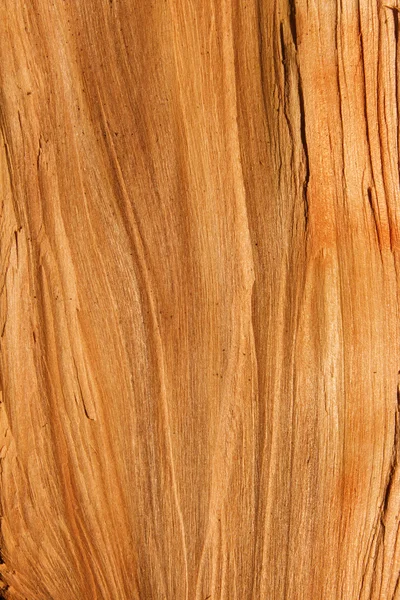 Cut oak tree — Stock Photo, Image