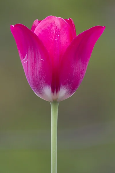 Blomblad tulip röd — Stockfoto