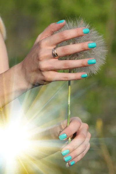 Vacker kvinnlig hand blomma solljus Stockbild