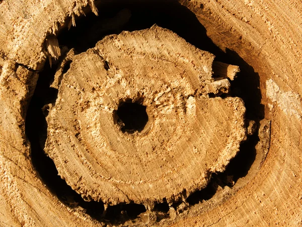 テクスチャのオークの木の穴 — ストック写真