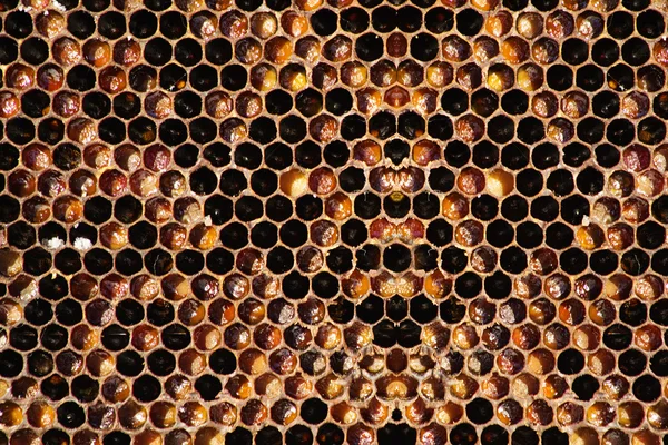 Comb honey eating — Stock Photo, Image