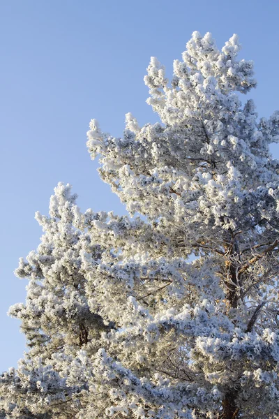 木の針葉樹マツを凍結 — ストック写真