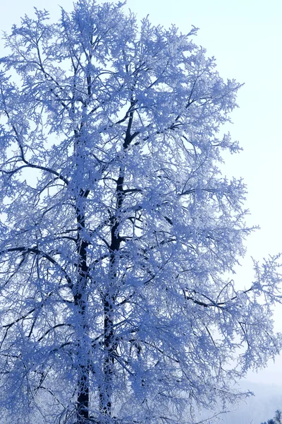 Albero pino congelato — Foto Stock