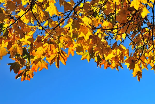 Golden maple leaves — Stock Photo, Image
