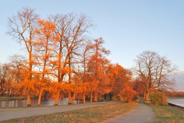 Beautiful autumnal trees at sunset clipart