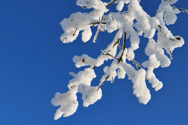 Красиві twig Сніг накривав — стокове фото