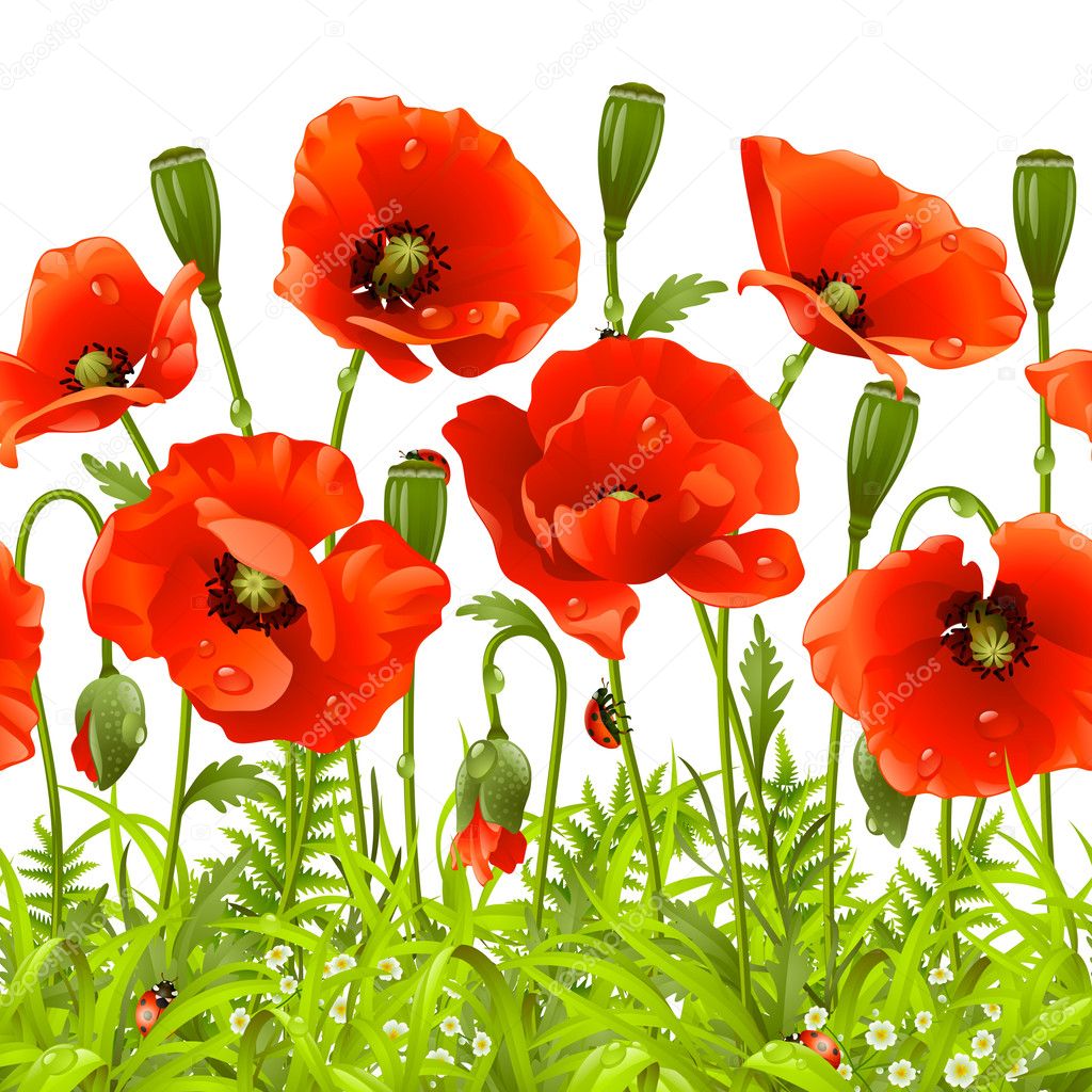 Vector seamless horizontal border with red poppy.