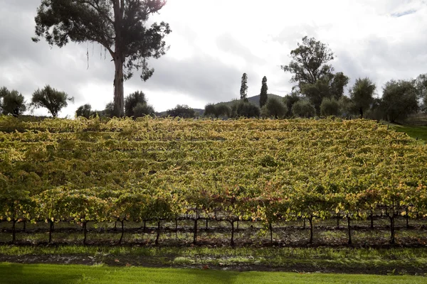 Heuvel druif wijnstokken — Stockfoto