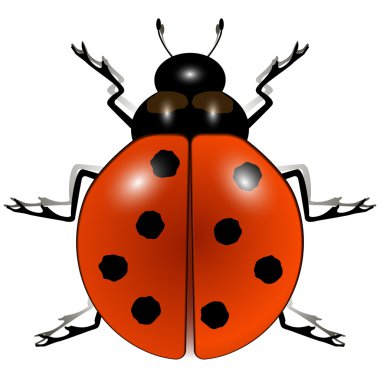 Ladybug against white clipart