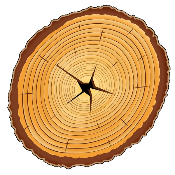 木製の断面図 — ストックベクタ