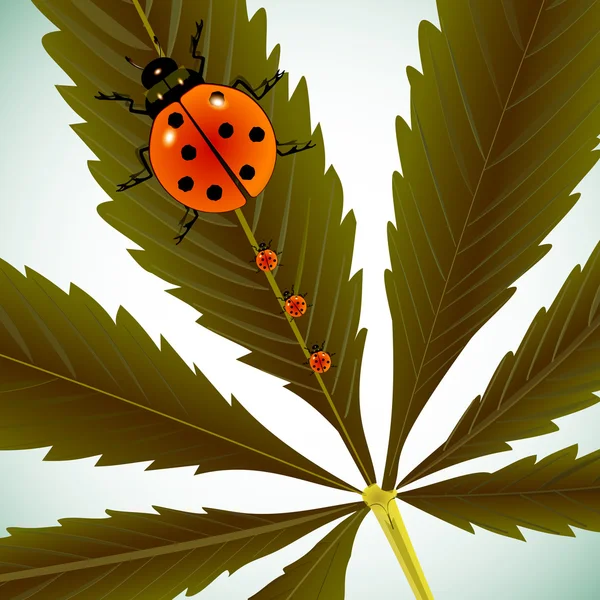 Lieveheersbeestjes op cannabis leaf — Stockvector