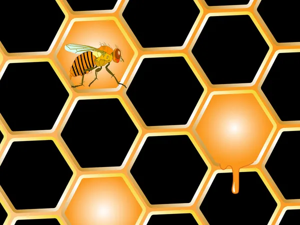 Méhecske és a méz — Stock Vector