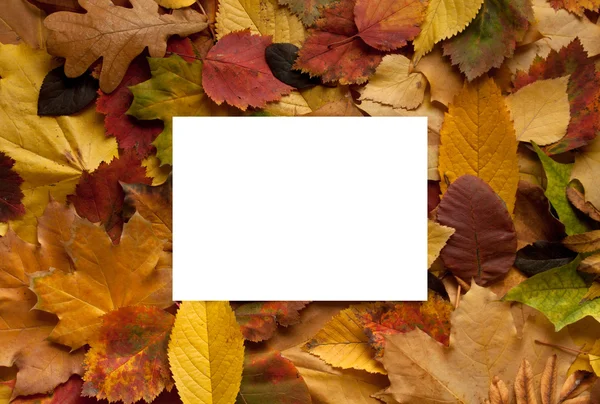 Autumn leaves background with empty greeting card for text — Stock Photo, Image