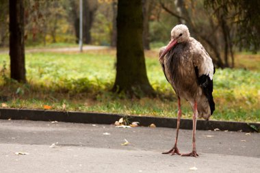 parkta tek başına kir leylek