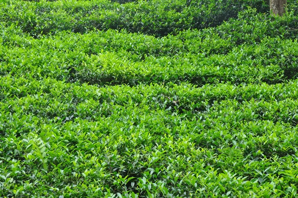 Tee grünes Blatt — Stockfoto