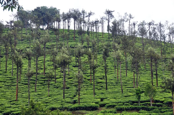 Tea cultivation — Stock Photo, Image