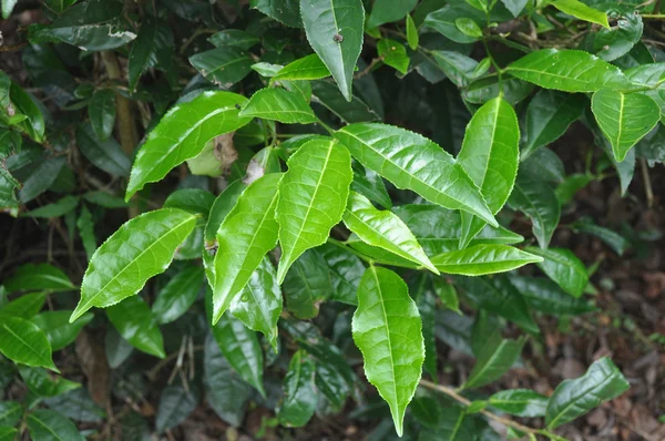 Зеленый лист чая — стоковое фото