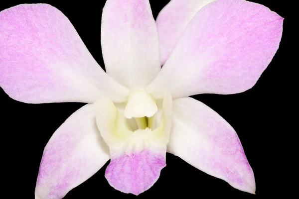 Kwitnących orchidei — Zdjęcie stockowe