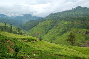 Peyzaj nuwara eliya, sri lanka