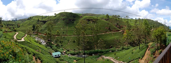 O panorama das plantações de chá em Nuwara Eliya, Sri Lanka — Fotografia de Stock