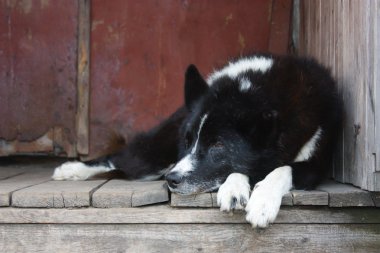 sokak eski avlu köpeği.