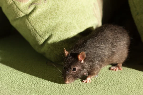 大鼠在绿色沙发上 — 图库照片