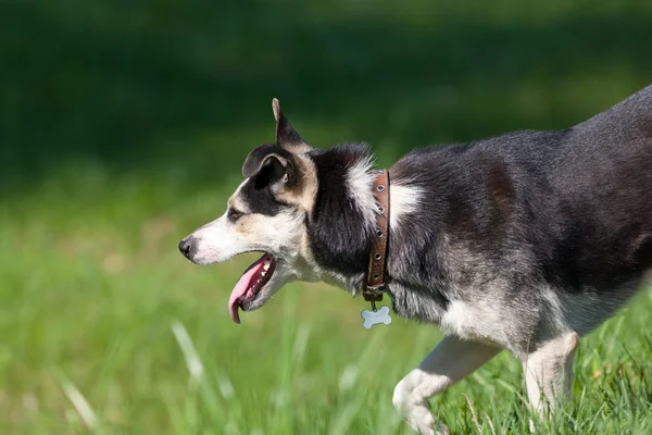 Лающая собака — стоковое фото